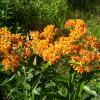 Orange flowers b
