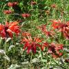 Red flowers
