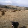 annie on a long walk