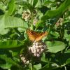 butterfly closeup