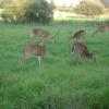deer bismark road