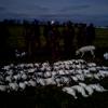 snow geese a