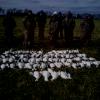 snow geese b