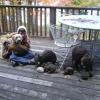rats and kassie